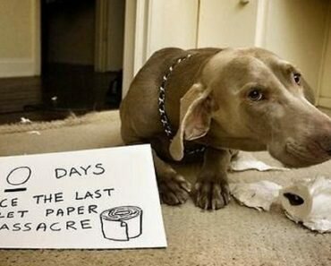 dog shaming