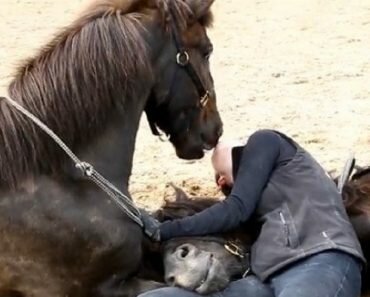 horse human bond