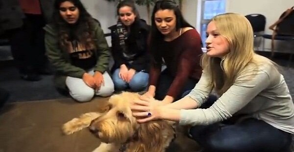 Dalhousie University puppy room