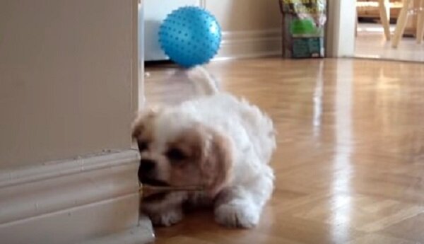 puppy discovers doorstop