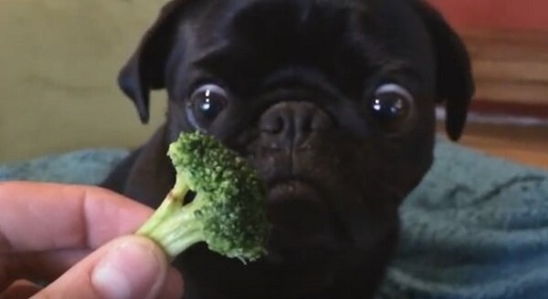 Toby the Pug loves broccoli