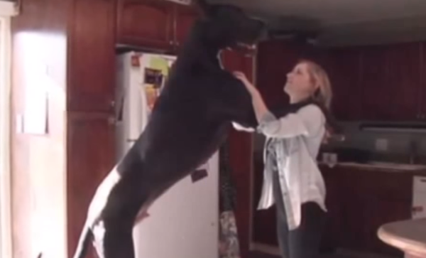 world tallest dog