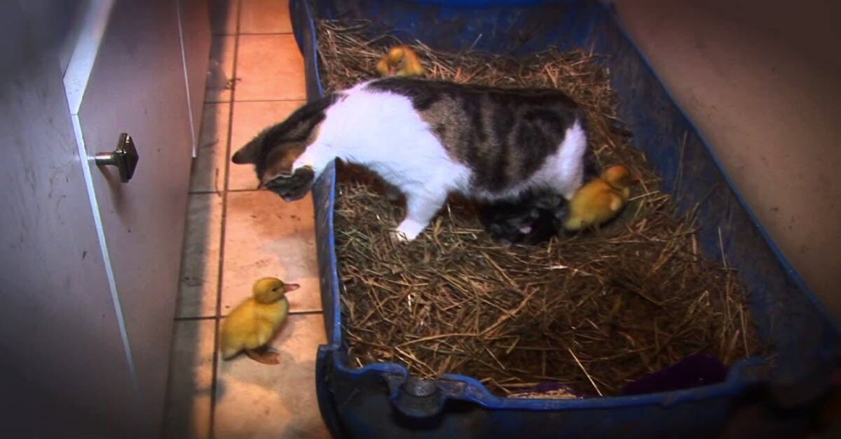 cat fosters herd of baby ducks