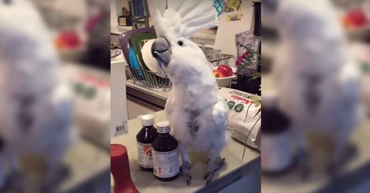 dancing parrot