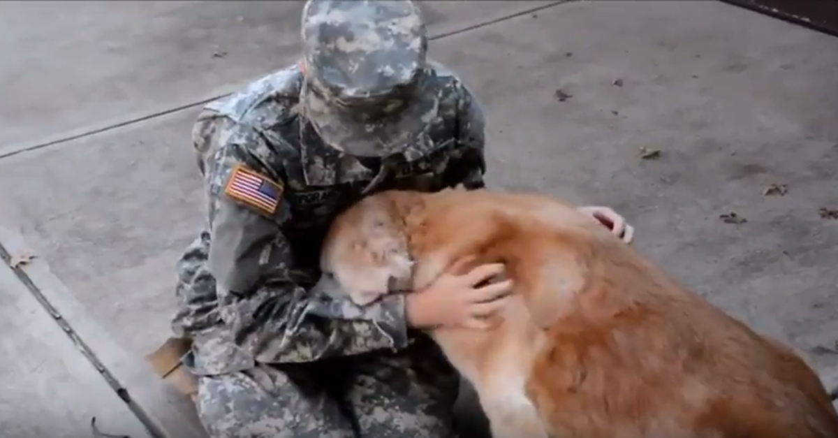 dog greeting returning soldier