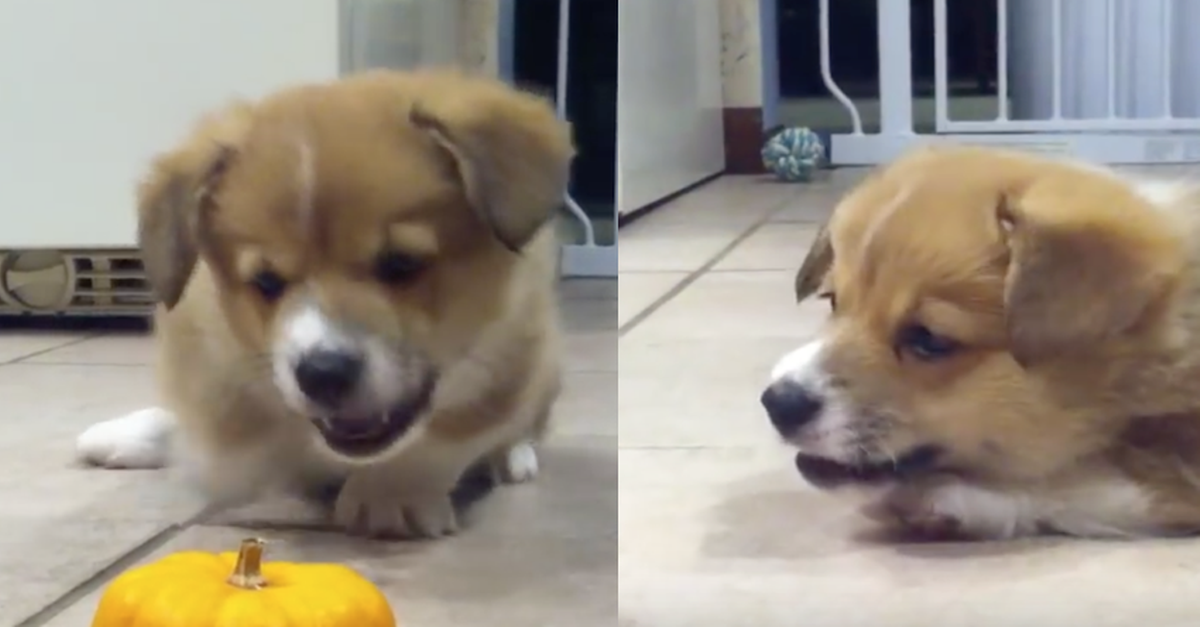 puppy can't deal with pumpkin