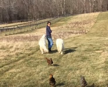 farmer and animals friends