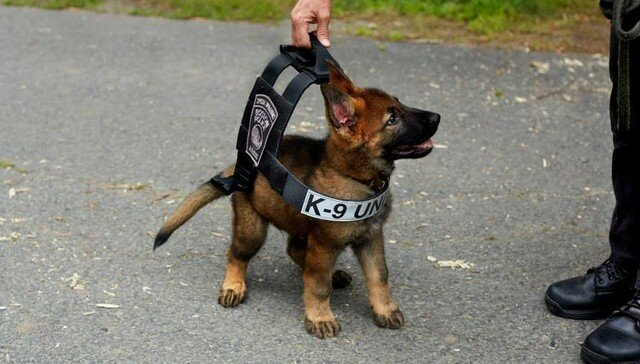 police dog training