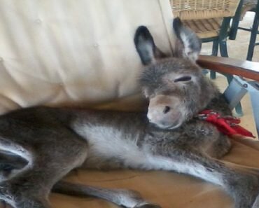 donkey is rescued