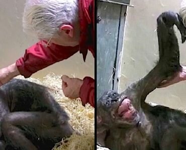 chimp reunites old friend