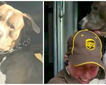 katie newhouser ups driver adopts dog