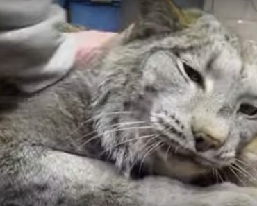 purring lynx