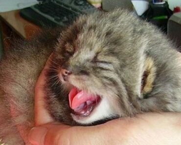 wildcat kittens in barn