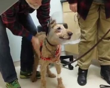 blind dog sees surgery duffy