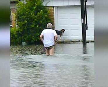 dog flood hurricane harvey