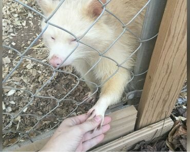 isis the albino raccoon