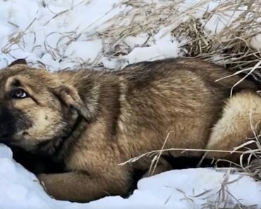 nutmeg puppy injured in snow