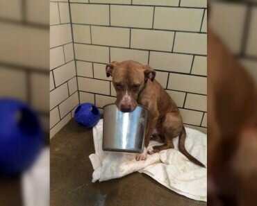 pit bull bucket