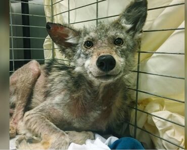 smiling rescued coyote ottawa