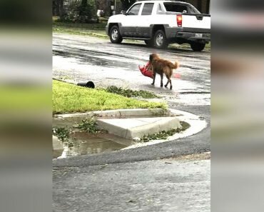 hurricane harvey otis dog