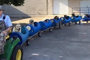 dog train