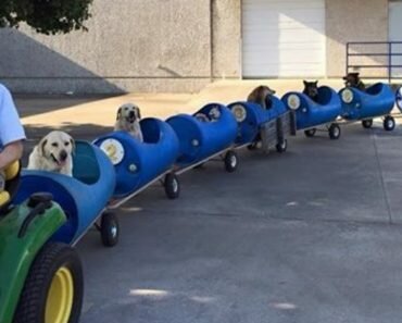 dog train