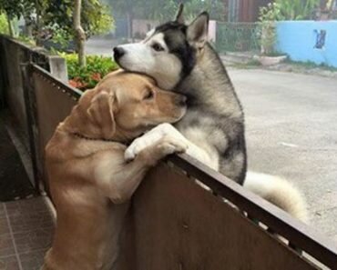 lonely dog escapes yard to see bestfriend