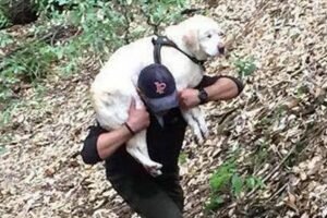 missing blind dog rescue