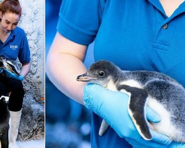 first lesbian penguin parents