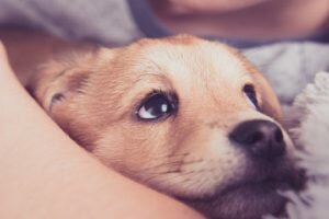 brain effects petting dog