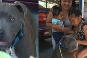 dog drags baby burning house