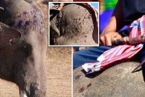 elephant abuse thailand