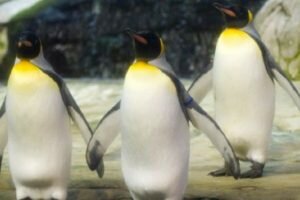 gay penguins adopt abandoned egg