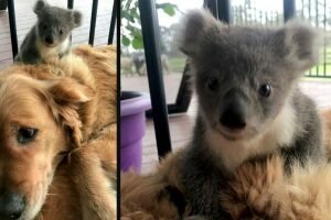 golden retriever saves baby koala