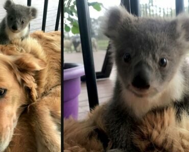 golden retriever saves baby koala