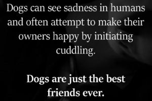 dog cuddling