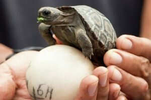 galapagos turtle