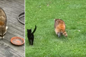 blind raccoon rescues kittens