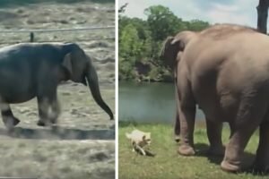 elephant and dog friendship