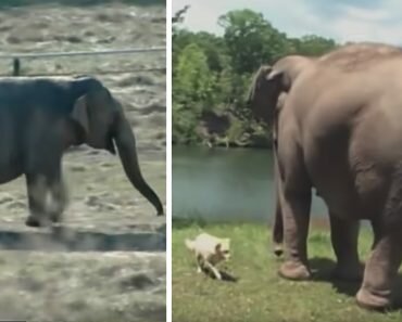 elephant and dog friendship